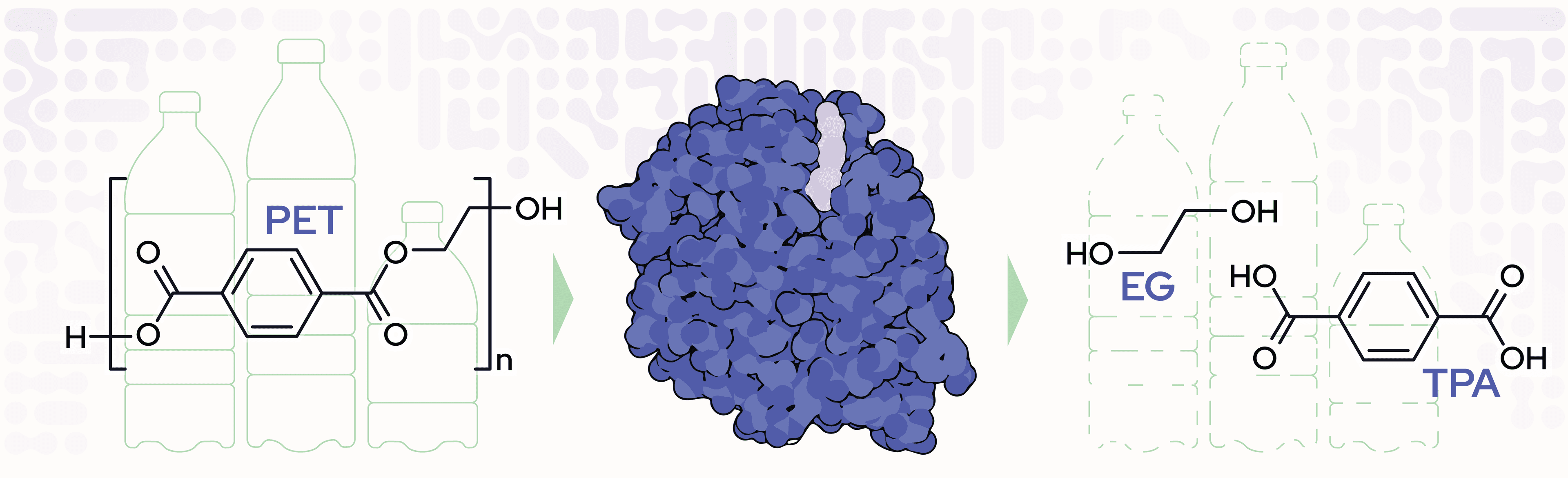 PETase enzyme structure showing PET plastic breakdown to EG and TPA